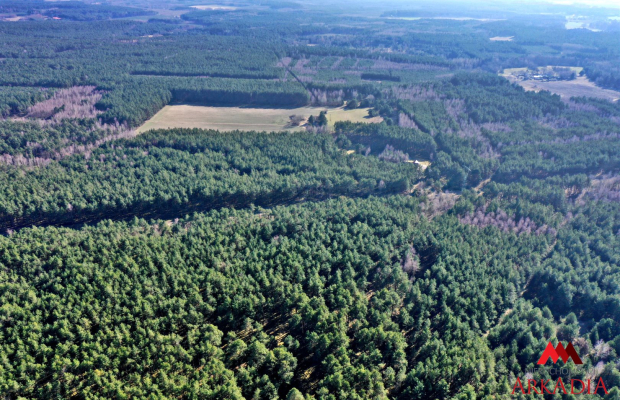 Działka las iglasty 40-50 letni, Bobrownickie Pole