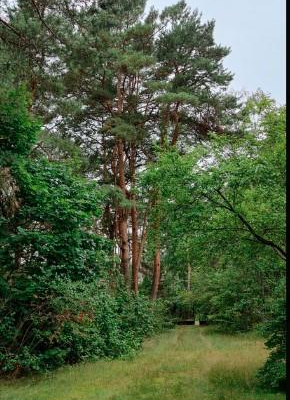 działka w Michalinie