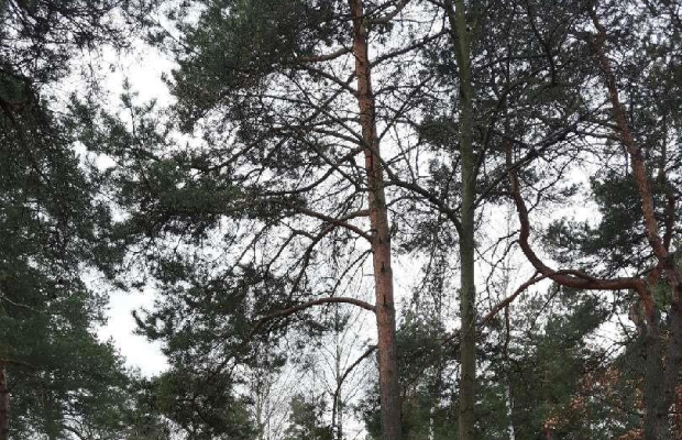 Sprzedam piękną działkę w Michalinie