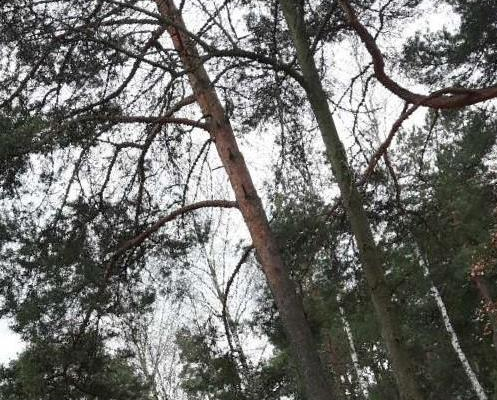 Urokliwa działka -Józefów- Michalin