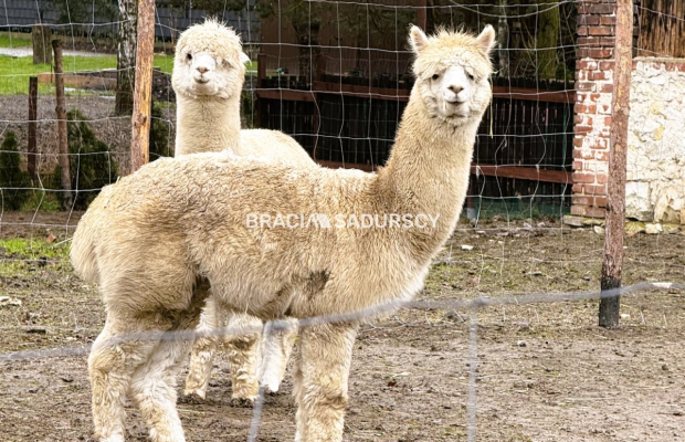 dom z 18 ar działki w gm. Czernichowie