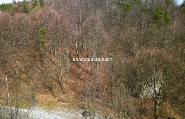 Las w Jerzmanowicach 