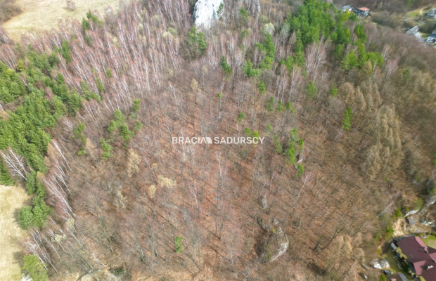 Las w Jerzmanowicach 