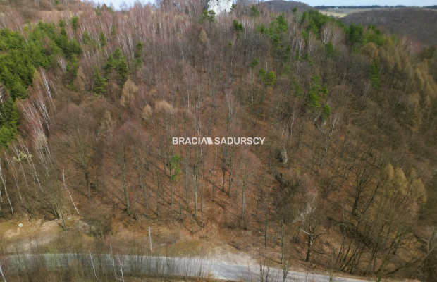 Las w Jerzmanowicach 