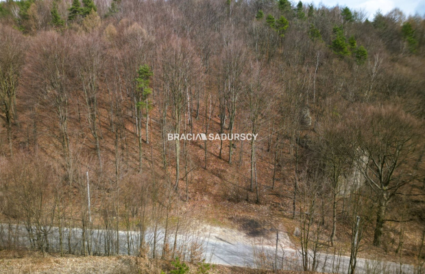 Las w Jerzmanowicach 