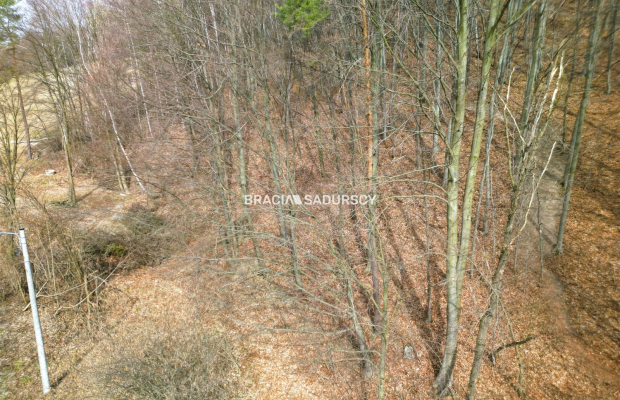 Las w Jerzmanowicach 