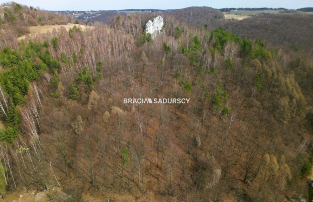 Las w Jerzmanowicach 