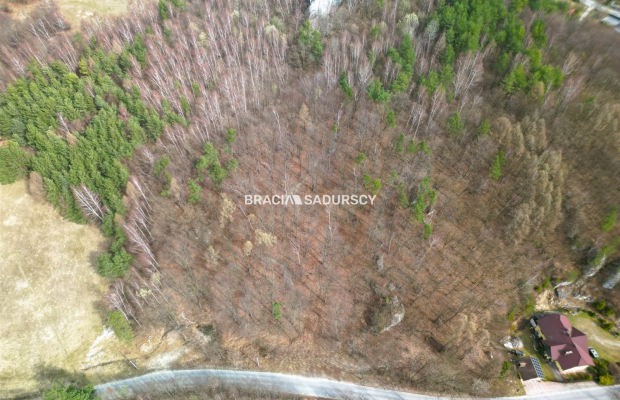 Las w Jerzmanowicach 