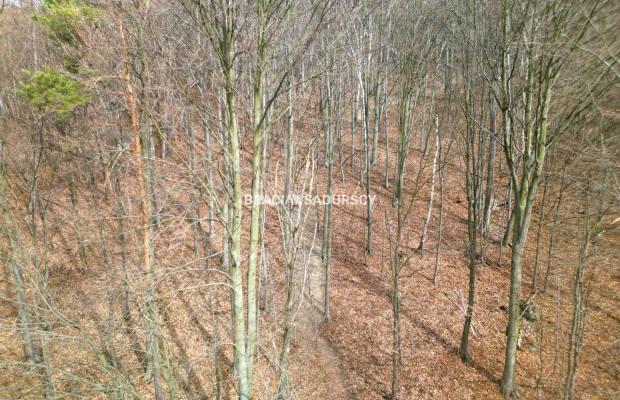 Las w Jerzmanowicach 