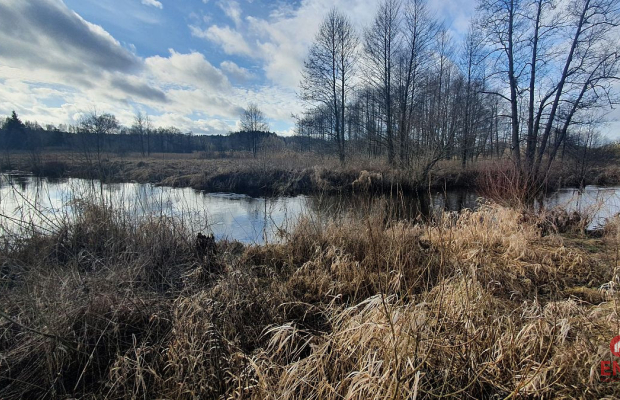 Połowa bliźniaka, Narewka