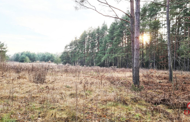 Działka 8500 m2, Jurowce