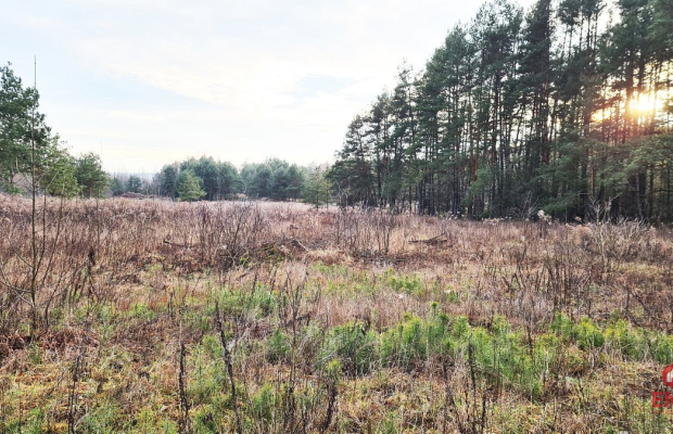 Działka 8500 m2, Jurowce