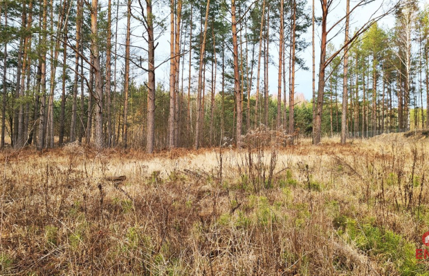 Działka 8500 m2, Jurowce