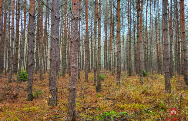 Zadbane działki leśne