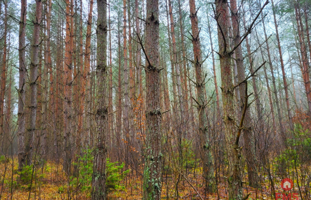 Zadbane działki leśne