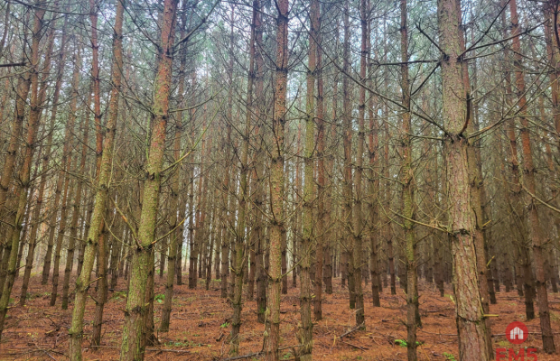 Zadbane działki leśne