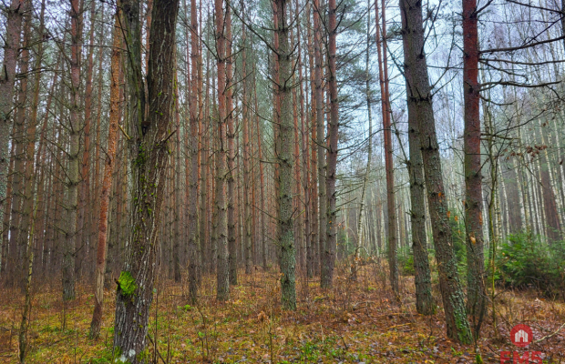Zadbane działki leśne