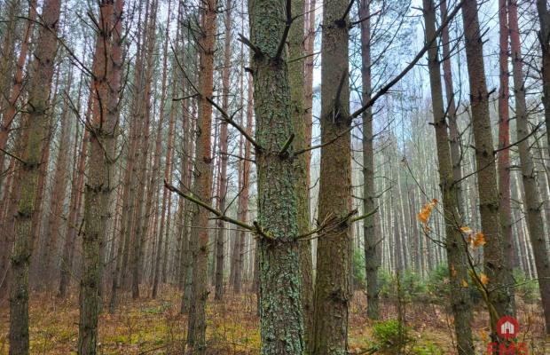 Zadbane działki leśne