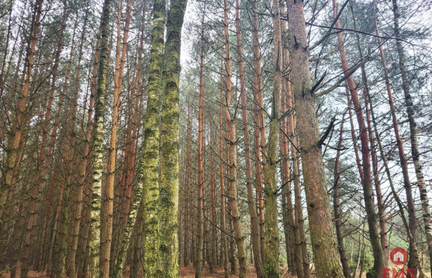 Zadbane działki leśne