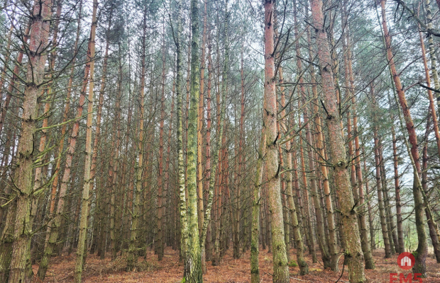 Zadbane działki leśne