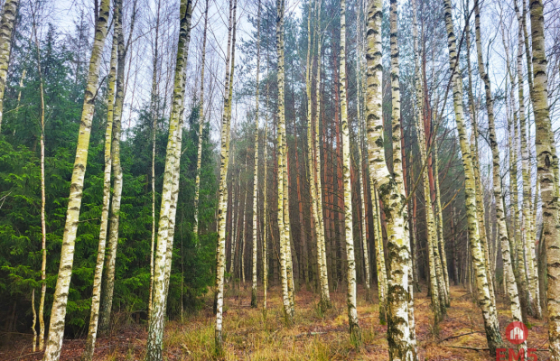 Zadbane działki leśne