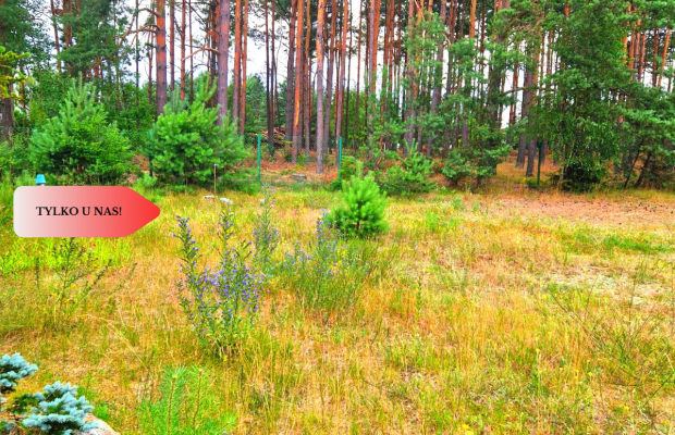 Tylko u nas! Domek, las, jezioro, spokój i cisza