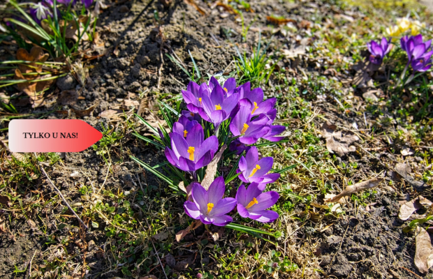 Dom blisko jeziora, do własnej adaptacji!