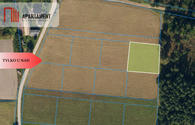 Działka z WZ ze ścianą lasu