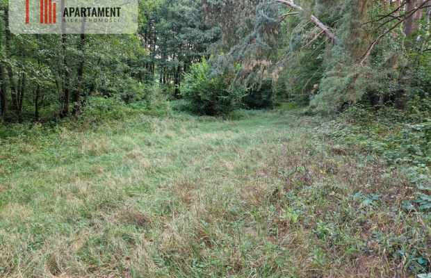 Duża działka przy lesie bez sąsiedztwa