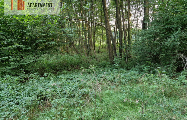 Duża działka przy lesie bez sąsiedztwa
