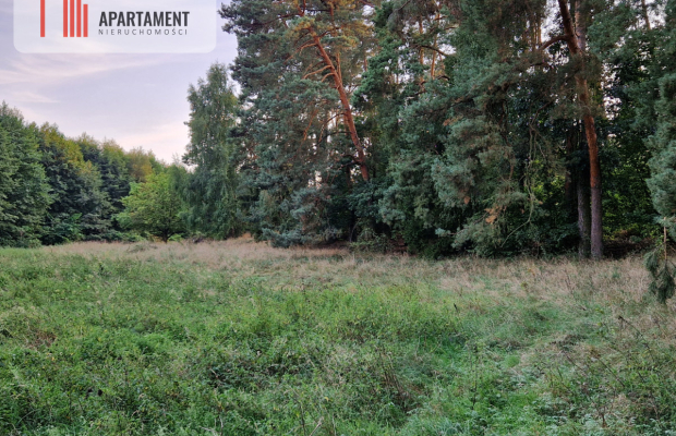 Duża działka przy lesie bez sąsiedztwa
