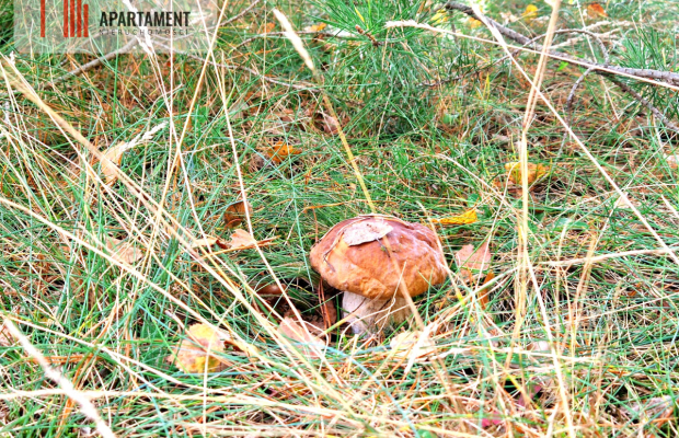 Działka budowlana ze ścianą lasu .