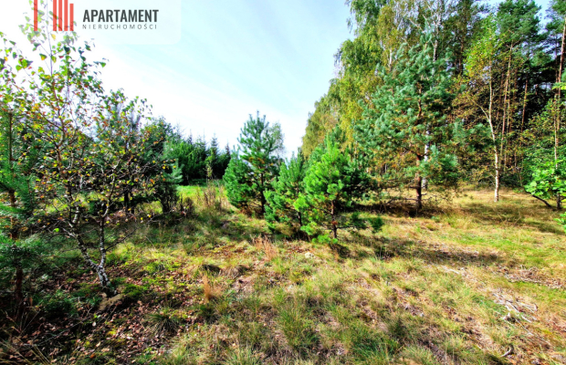 Działka budowlana ze ścianą lasu .