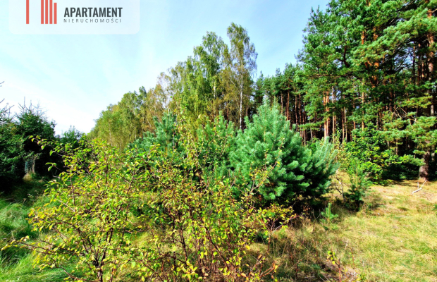 Działka budowlana ze ścianą lasu .