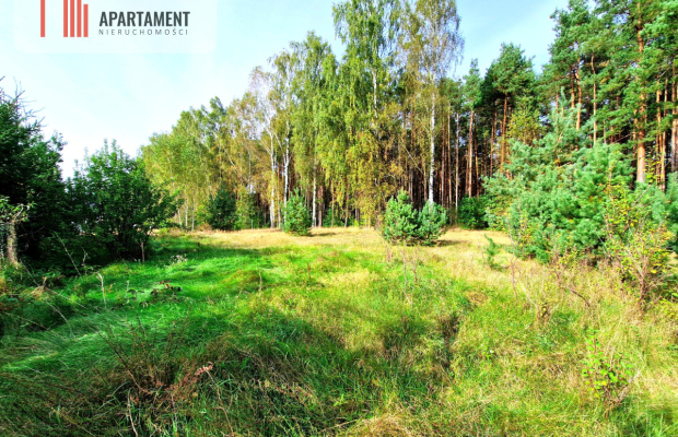 Działka budowlana ze ścianą lasu .
