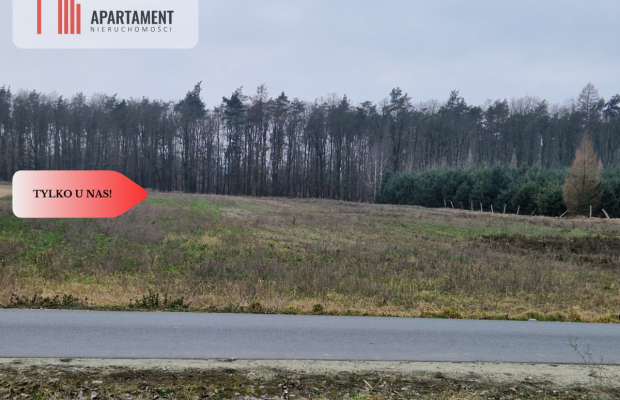 Działka budowlana ze ścianą lasu