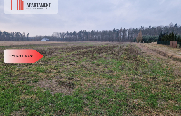 Działka budowlana ze ścianą lasu