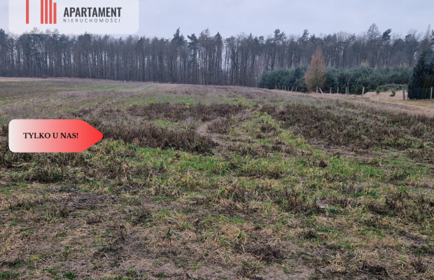 Działka budowlana ze ścianą lasu