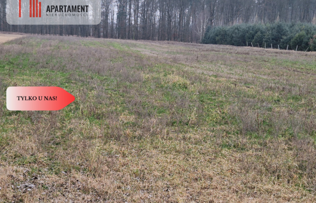 Działka budowlana ze ścianą lasu