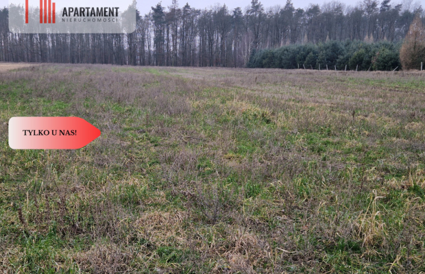 Działka budowlana ze ścianą lasu