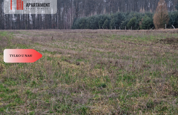Działka budowlana ze ścianą lasu