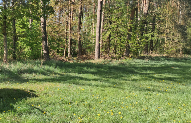 Dwie działki rolne – 2,2 ha, Górzna