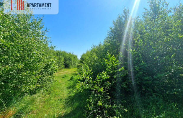 Tylko u Nas! Działka wśród brzózek! Piękne miejsce