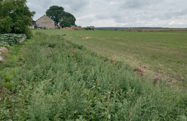 Działka w Parlinie ,gm Dąbrowa, pow. Mogilno