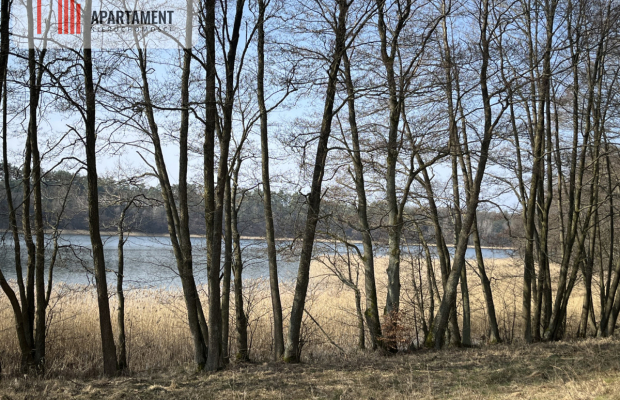 Dołgie, jezioro, las, media ,DZIAŁKI