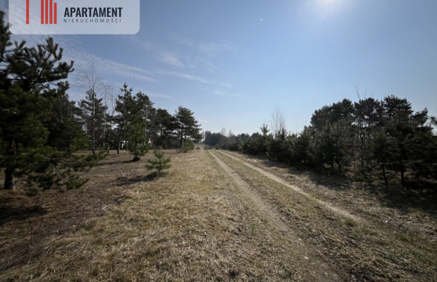 Dołgie, jezioro, las, media ,DZIAŁKI