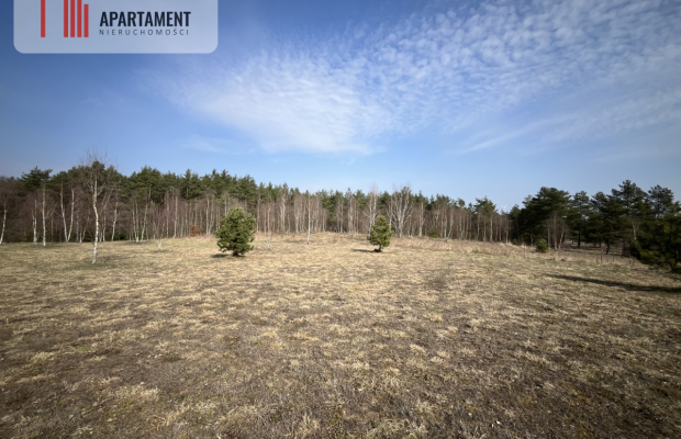 Dołgie, jezioro, las, media ,DZIAŁKI