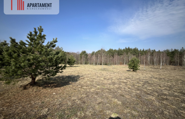 Dołgie, jezioro, las, media ,DZIAŁKI