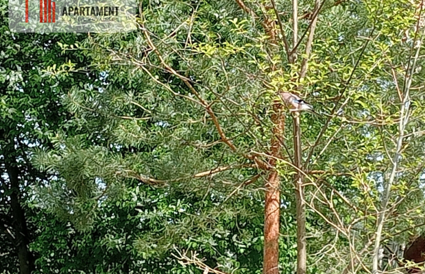 Działka inwestycyjna - market, przychodnia