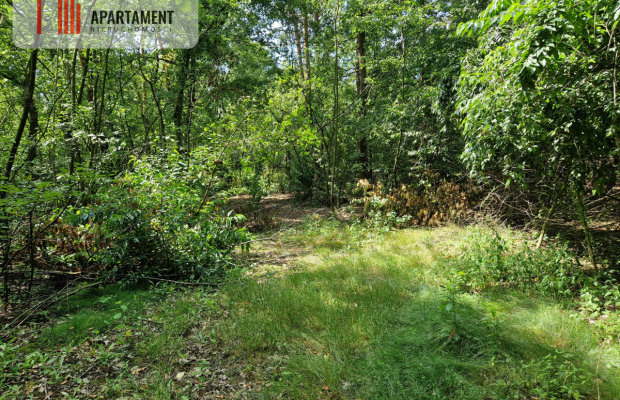 Działki w lesie blisko jeziora i plaży